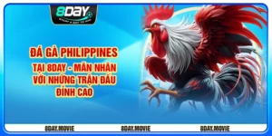 Đá gà Philippines tại 8day - Mãn nhãn với những trận đấu đỉnh cao